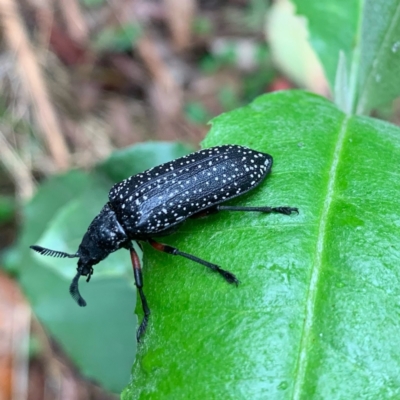 Rhipicera femorata (Feather-horned beetle) at Jedbinbilla - 5 Feb 2024 by RosD