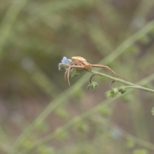 Runcinia acuminata at Lyons, ACT - 14 Dec 2016