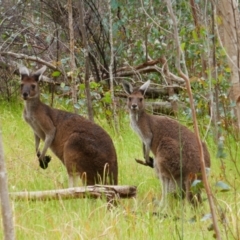 Macropus fuliginosus (Western grey kangaroo) at Walyunga National Park - 20 Oct 2022 by MB