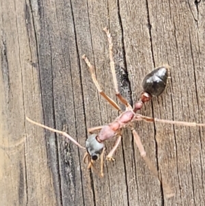 Myrmecia nigriceps at SCR380 at Windellama - suppressed