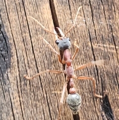 Myrmecia nigriceps at SCR380 at Windellama - 5 Feb 2024