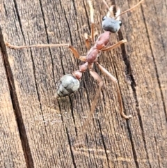 Myrmecia nigriceps at SCR380 at Windellama - 5 Feb 2024