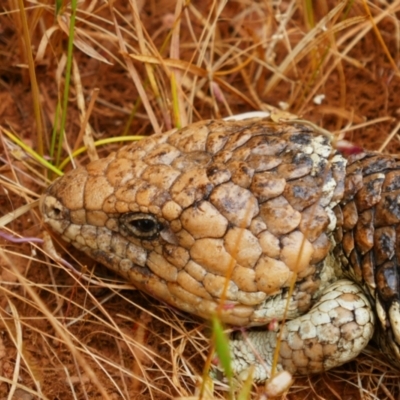 Tiliqua rugosa at Walyunga National Park, WA - 19 Oct 2022 by MB