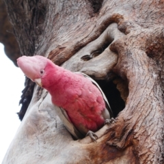 Eolophus roseicapilla (Galah) at Toodyay, WA - 26 Oct 2023 by MB