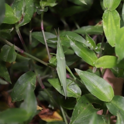 Atractomorpha similis (Northern Grass Pyrgimorph) at Capalaba, QLD - 4 Feb 2024 by TimL