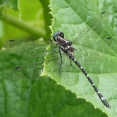 Eusynthemis sp. (genus) (Tigertail) at QPRC LGA - 30 Jan 2024 by arjay