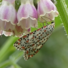 Utetheisa pulchelloides (Heliotrope Moth) at Charleys Forest, NSW - 30 Jan 2024 by arjay