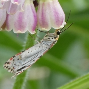 Utetheisa pulchelloides at QPRC LGA - suppressed