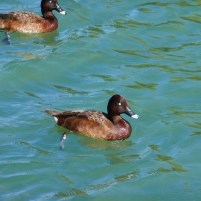 Aythya australis (Hardhead) at East Perth, WA - 15 Oct 2022 by MB