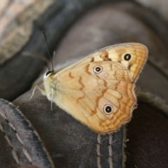 Heteronympha paradelpha (Spotted Brown) at QPRC LGA - 30 Jan 2024 by arjay