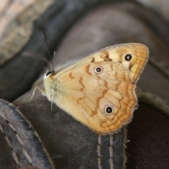 Heteronympha paradelpha (Spotted Brown) at Charleys Forest, NSW - 29 Jan 2024 by arjay