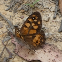 Geitoneura klugii (Marbled Xenica) at QPRC LGA - 29 Jan 2024 by arjay