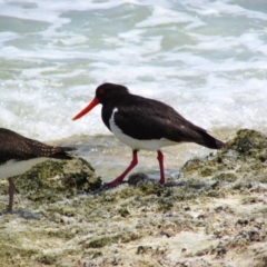 Haematopus longirostris (Australian Pied Oystercatcher) at Boranup, WA - 13 Dec 2015 by MB