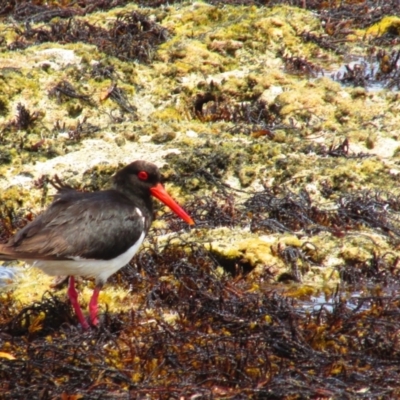 Haematopus longirostris (Australian Pied Oystercatcher) at Redgate, WA - 12 Dec 2015 by MB