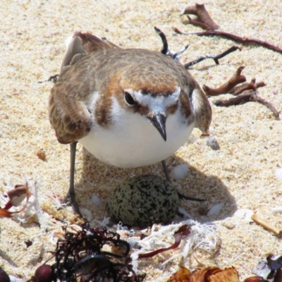 Anarhynchus ruficapillus (Red-capped Plover) at Redgate, WA - 12 Dec 2015 by MB