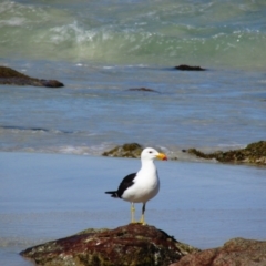 Larus pacificus (Pacific Gull) at Yebble, WA - 10 Dec 2015 by MB