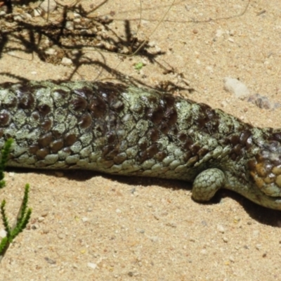 Tiliqua rugosa at Gracetown, WA - 10 Dec 2015 by MB