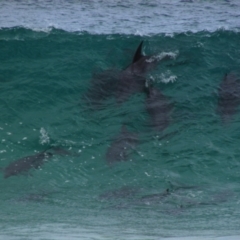 Tursiops truncatus (Bottlenose Dolphin) at Yallingup, WA - 8 Dec 2015 by MB