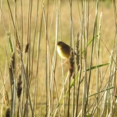 Cisticola exilis (Golden-headed Cisticola) at Wingecarribee Local Government Area - 2 Feb 2024 by GlossyGal