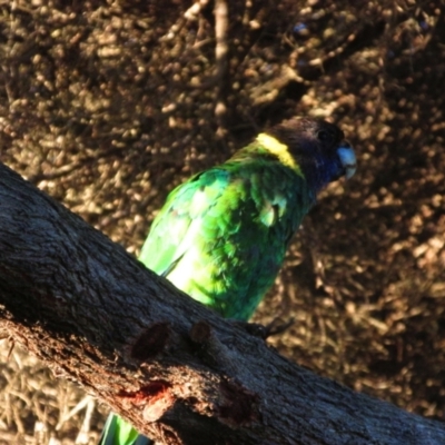 Barnardius zonarius (Australian Ringneck) at Yallingup, WA - 8 Dec 2015 by MB