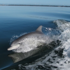 Tursiops truncatus (Bottlenose Dolphin) at Falcon, WA - 26 Jul 2012 by MB