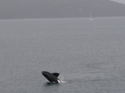 Eubalaena australis (Southern Right Whale) at Middleton Beach, WA - 29 Aug 2010 by MB