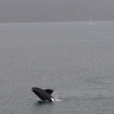 Eubalaena australis (Southern Right Whale) at Middleton Beach, WA - 29 Aug 2010 by MB