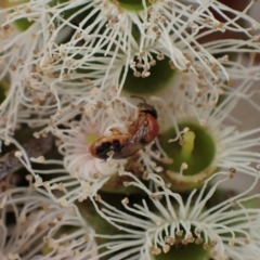 Pachyprosopis (Pachyprosopula) kellyi at Murrumbateman, NSW - 4 Feb 2024 by SimoneC