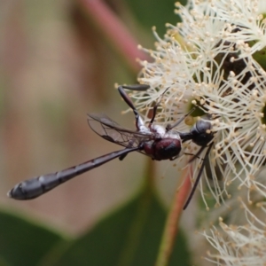 Pseudofoenus sp. (genus) at Murrumbateman, NSW - 4 Feb 2024