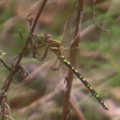 Synthemis eustalacta (Swamp Tigertail) at Kambah, ACT - 4 Feb 2024 by MatthewFrawley