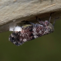 Platybrachys decemmacula (Green-faced gum hopper) at Russell, ACT - 16 Jan 2024 by AlisonMilton