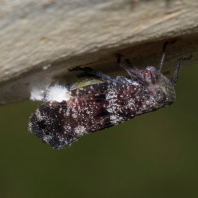 Platybrachys decemmacula (Green-faced gum hopper) at Russell, ACT - 16 Jan 2024 by AlisonMilton