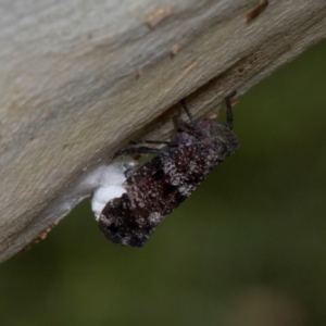 Platybrachys decemmacula at Russell, ACT - 17 Jan 2024 09:55 AM