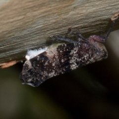 Platybrachys decemmacula at Russell, ACT - 17 Jan 2024 09:55 AM