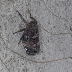 Platybrachys decemmacula at Russell, ACT - 17 Jan 2024