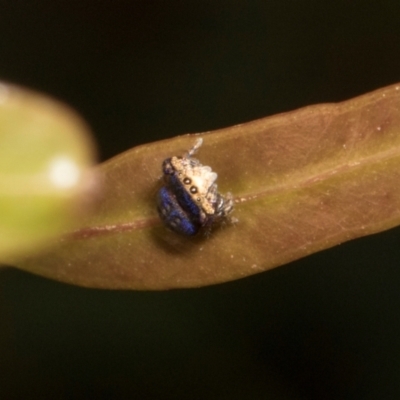 Simaethula sp. (genus) (A jumping spider) at Russell, ACT - 17 Jan 2024 by AlisonMilton