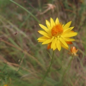 Xerochrysum viscosum at Mount Taylor - 4 Feb 2024 11:57 AM