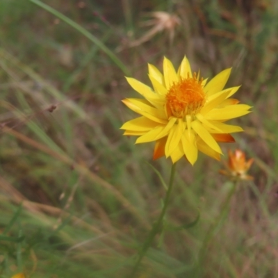 Xerochrysum viscosum (Sticky Everlasting) at Mount Taylor - 4 Feb 2024 by MatthewFrawley