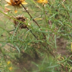 Xerochrysum viscosum at Mount Taylor - 4 Feb 2024 11:57 AM