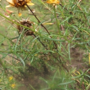 Xerochrysum viscosum at Mount Taylor - 4 Feb 2024