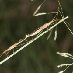 Mutusca brevicornis (A broad-headed bug) at Russell, ACT - 17 Jan 2024 by AlisonMilton