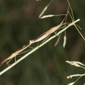 Mutusca brevicornis at Russell, ACT - 17 Jan 2024 10:21 AM