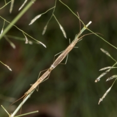 Mutusca brevicornis at Russell, ACT - 17 Jan 2024 10:21 AM