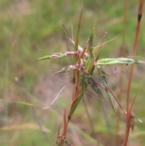 Cymbopogon refractus at Mount Taylor - 4 Feb 2024 12:05 PM