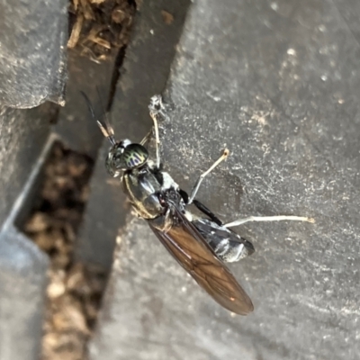 Stratiomyidae (family) at Emu Creek Belconnen (ECB) - 4 Feb 2024 by JohnGiacon