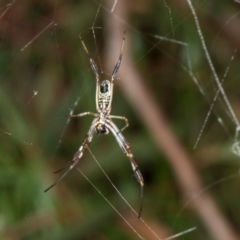 Trichonephila edulis (Golden orb weaver) at Russell, ACT - 17 Jan 2024 by AlisonMilton