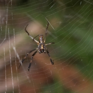 Trichonephila edulis at Russell, ACT - 17 Jan 2024