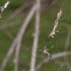 Trichonephila edulis at Russell, ACT - 17 Jan 2024