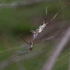 Trichonephila edulis at Russell, ACT - 17 Jan 2024 10:03 AM