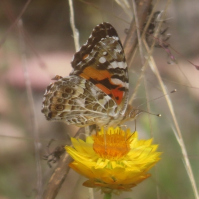 Vanessa kershawi (Australian Painted Lady) at Kambah, ACT - 4 Feb 2024 by MatthewFrawley